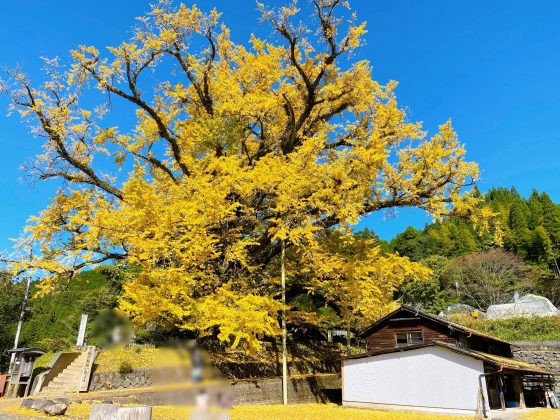 下城大イチョウ