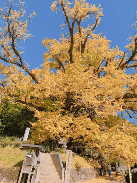 下城大イチョウ