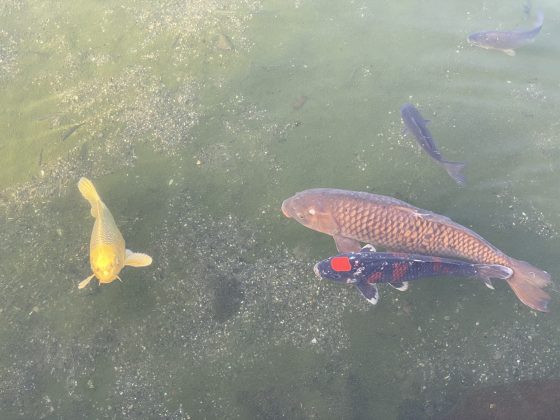 水前寺公園