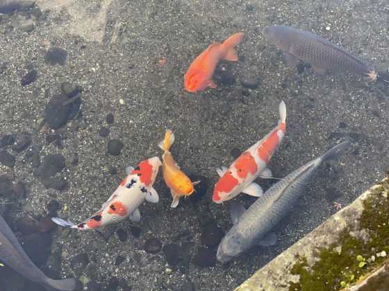 水前寺公園