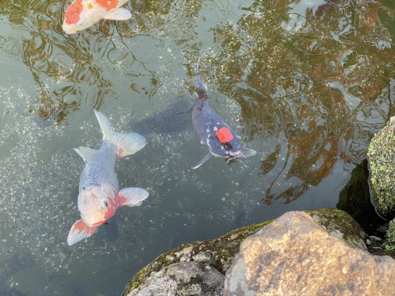 水前寺公園