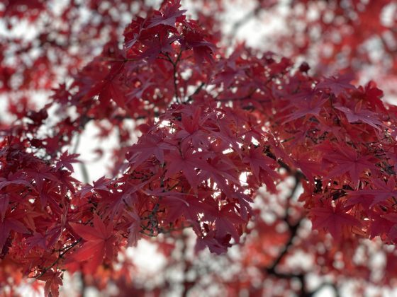 水前寺公園