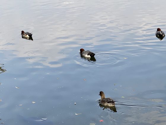 水前寺公園