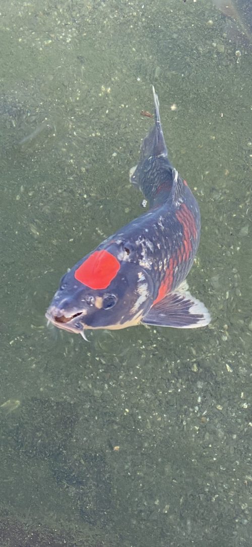 水前寺公園