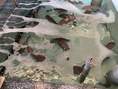 うしぶか海彩館