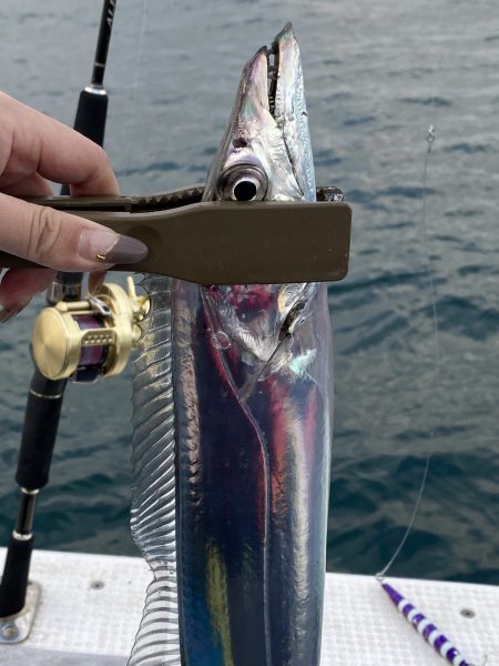 太刀魚釣り