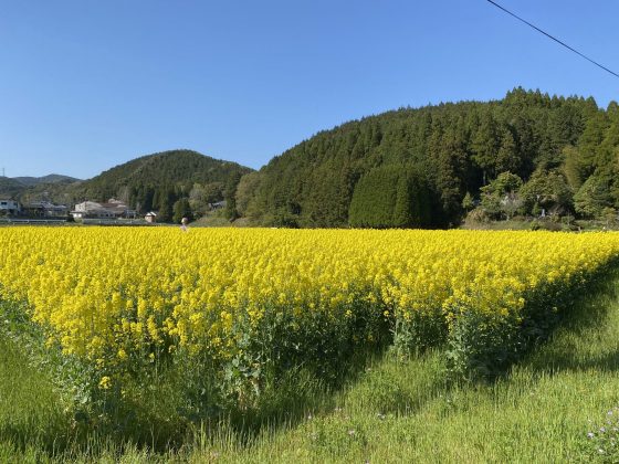 道の駅宮地岳かかしの里