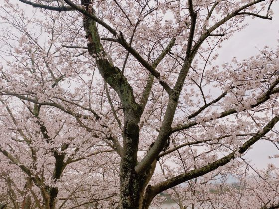 立岡自然公園