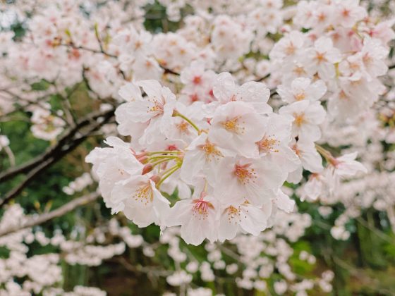 立岡自然公園