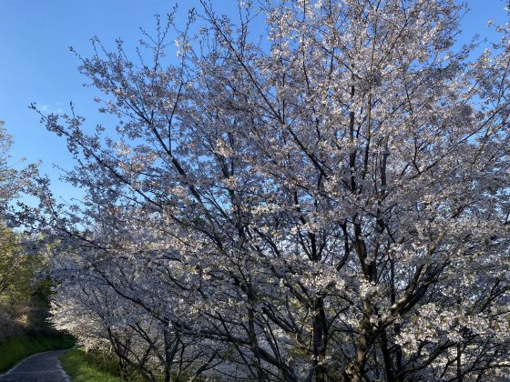 万日山緑地公園