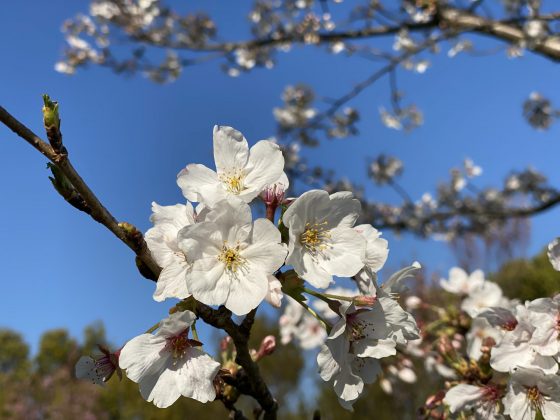 万日山緑地公園