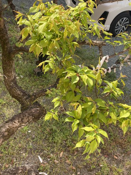 高橋稲荷神社