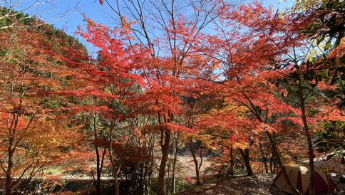 紅葉