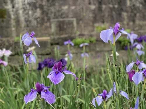 玉名花しょうぶ