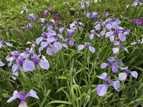 玉名花しょうぶ