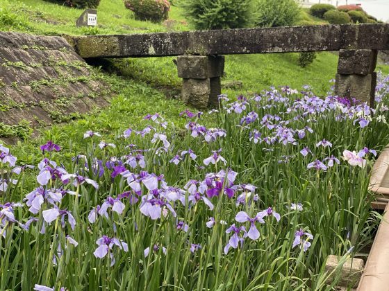 玉名花しょうぶ