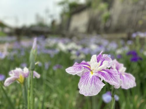 玉名花しょうぶ