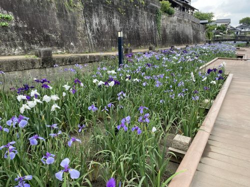 玉名花しょうぶ