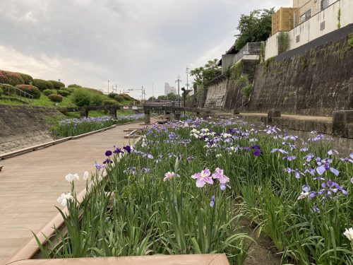 玉名の花しょうぶ