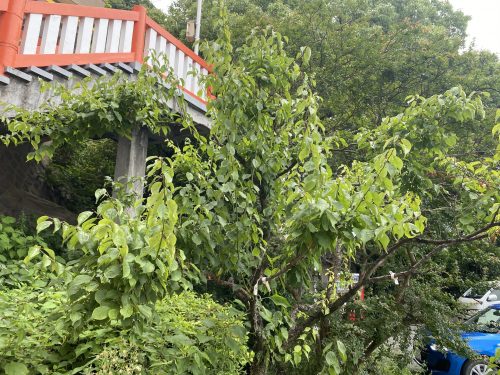 高橋稲荷神社