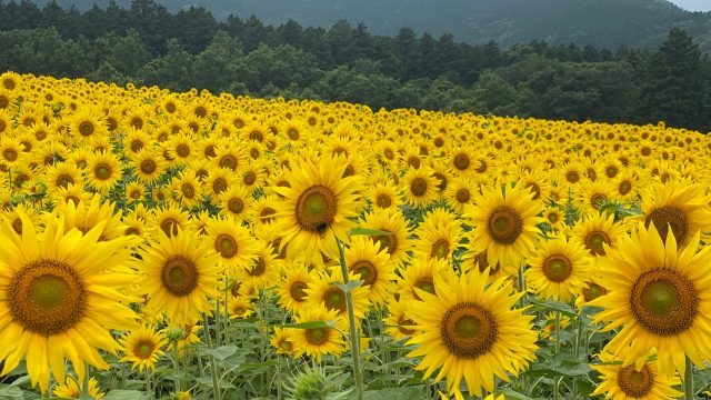 ひまわりです。 他の方の落札はお控え下さい。熊本県産　10キロ 熊本県産ひとりじめ＆肥後グリーンメロン: you+youくまもと 農畜産物