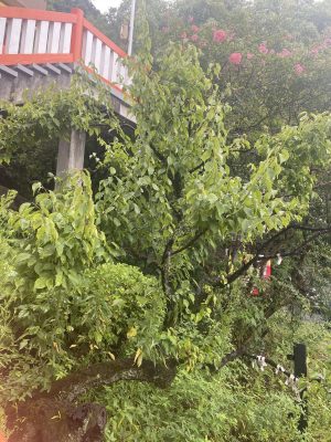 高橋稲荷神社