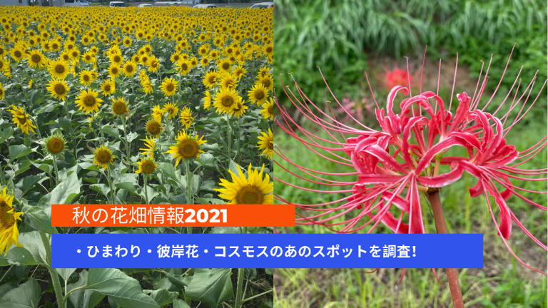 秋の花畑