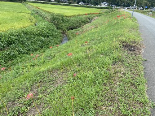 益城彼岸花街道