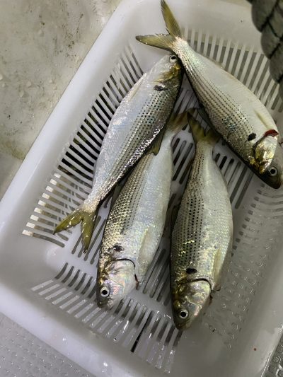 魚釣り