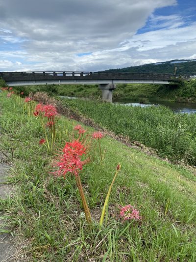 益城彼岸花街道