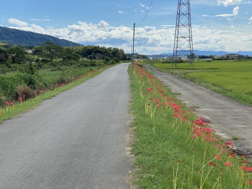 益城彼岸花街道