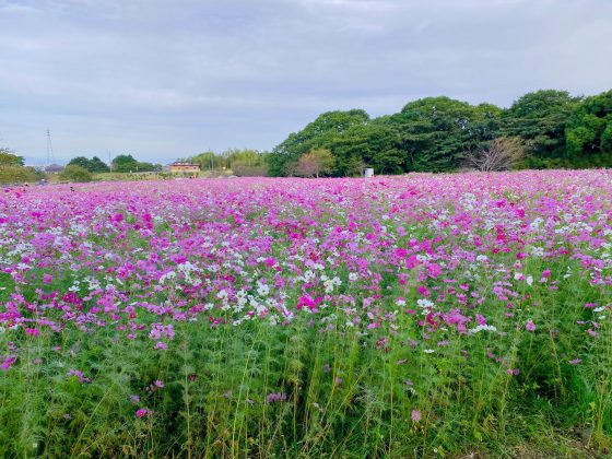 しまばら火張山花公園