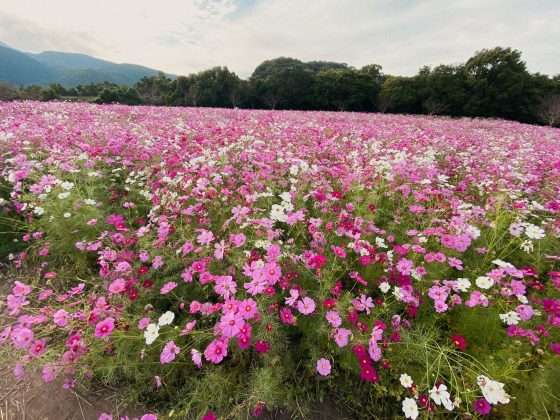 しまばら火張山花公園