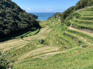 浜野浦の棚田