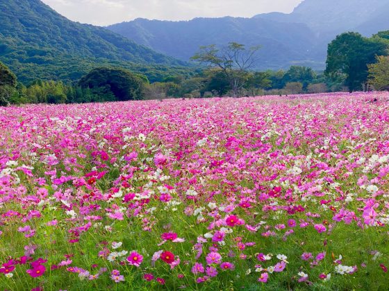 しまばら火張山花公園