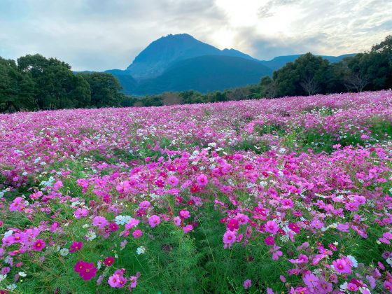 しまばら火張山花公園