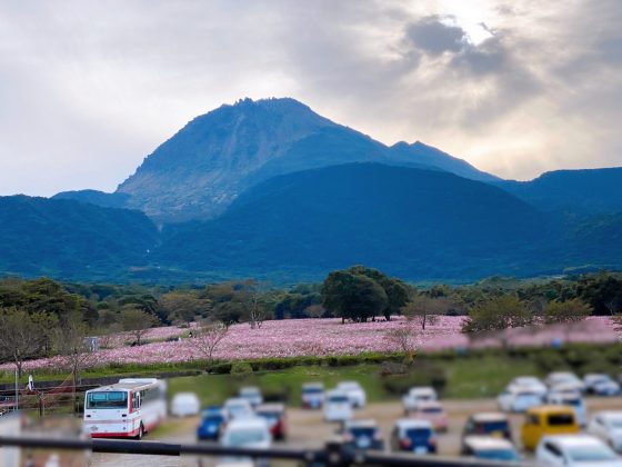 しまばら火張山花公園