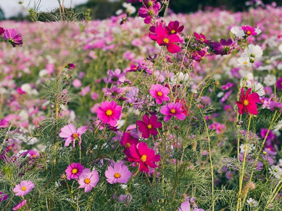 しまばら火張山花公園