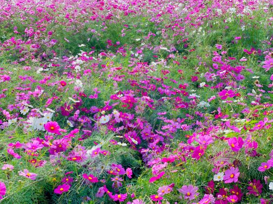 しまばら火張山花公園