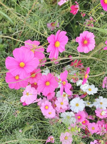 しまばら火張山花公園