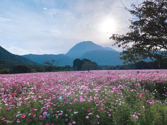 しまばら火張山花公園