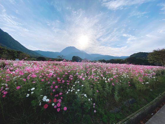 しまばら火張山花公園