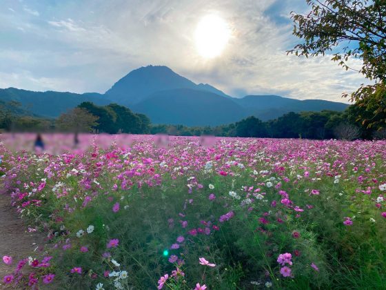 しまばら火張山花公園