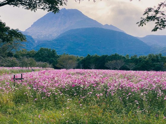 しまばら火張山花公園