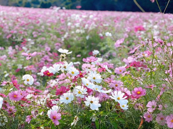 しまばら火張山花公園