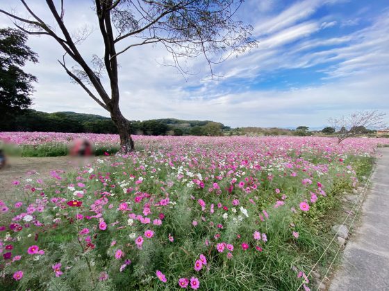 しまばら火張山花公園