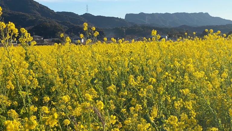 松島菜の花畑