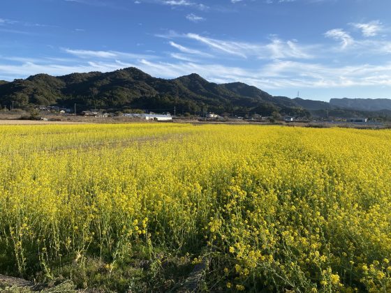 松島菜の花畑