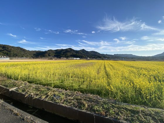 松島菜の花畑