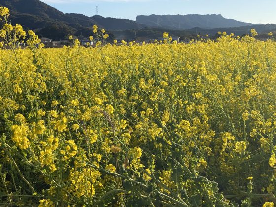 松島菜の花畑